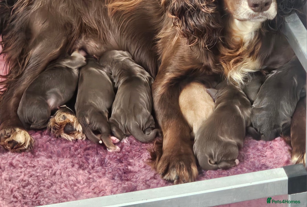 Cocker Spaniel dogs for sale: 8 AMAZING KC REG WORKING COCKER SPANIEL PUPPIES - Image 34
