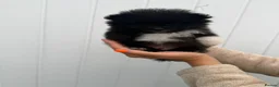 Pomeranian dogs for sale: Rare Blue eye Merle, husky type Black pomeranians  - Advert 12