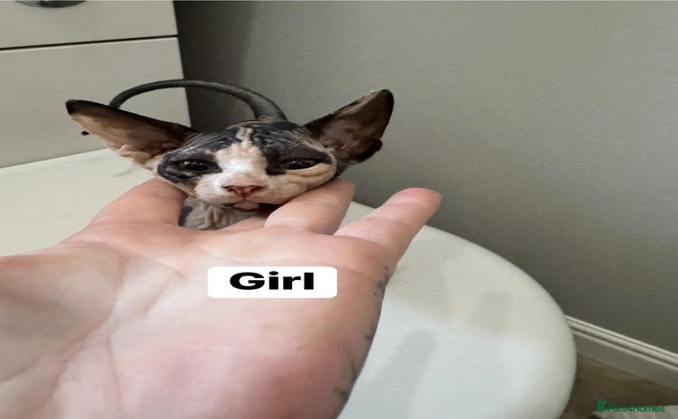 Sphynx cats - Advert 9