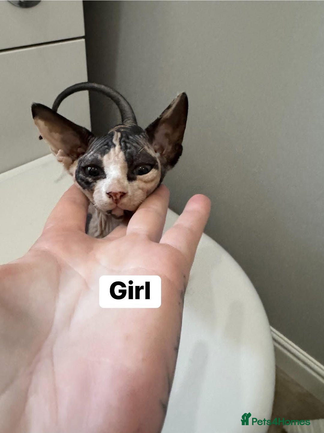 Sphynx cats for sale: Scottish Sphynx Kittens  - Image 1