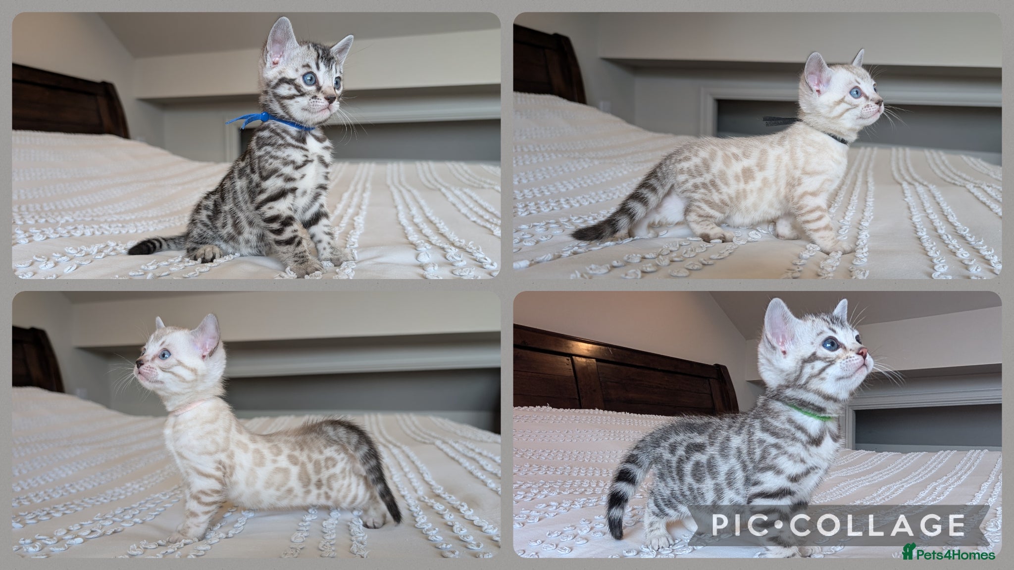 Bengal cats for sale: 🖤🩶🤍 Stunning Bengal Kittens 🤍🩶🖤 - Advert 1