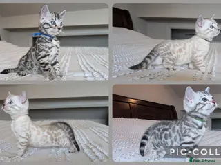 Bengal cats for sale: 🖤🩶🤍 Stunning Bengal Kittens 🤍🩶🖤 - Advert 1