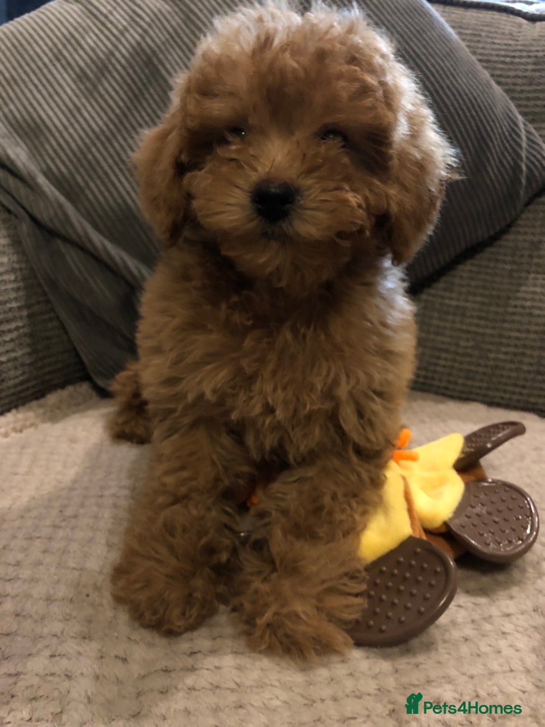 Mixed Breed dogs for sale: shihtzu cross puppies for sale - Advert 12