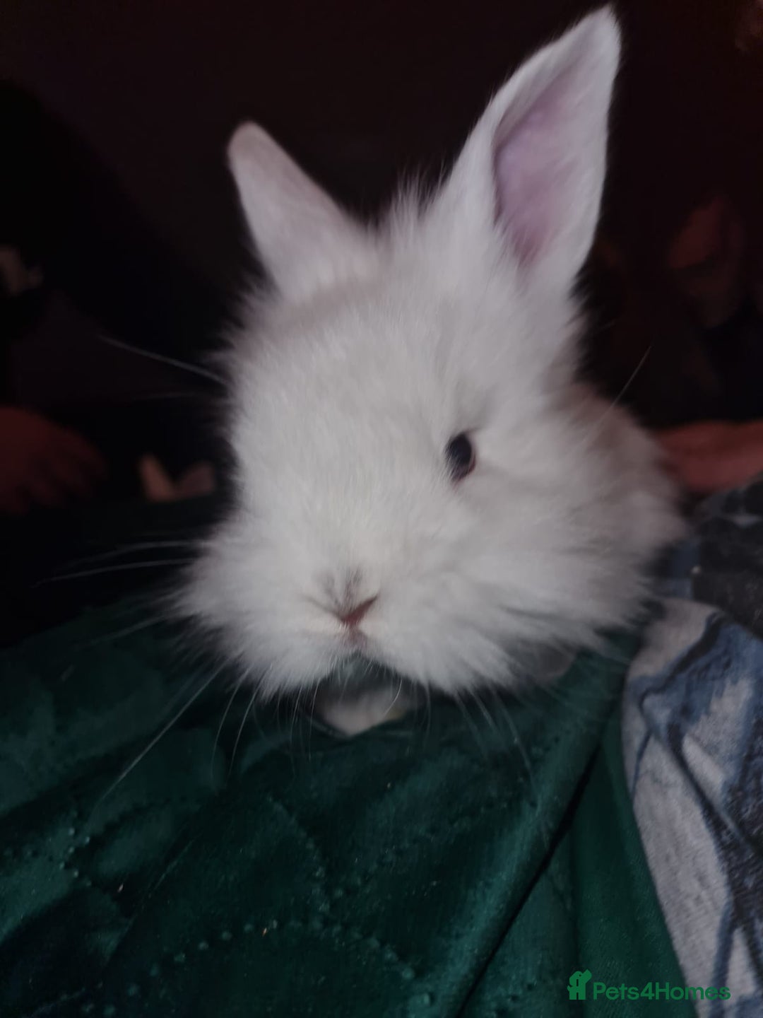 Lionhead rabbits for sale: Lionhead cross kits  - Advert 3