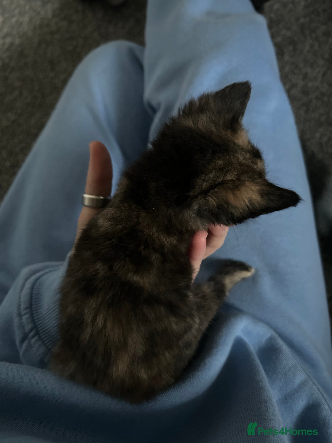 Ragdoll cats for sale: Ragdoll x Tabby Gorgeous Rare Coat Kittens - Advert 11