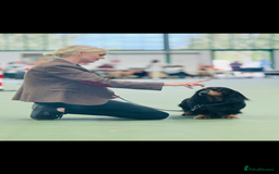 Dachshund dogs for stud: Long haired standard Dachshund - Image 4