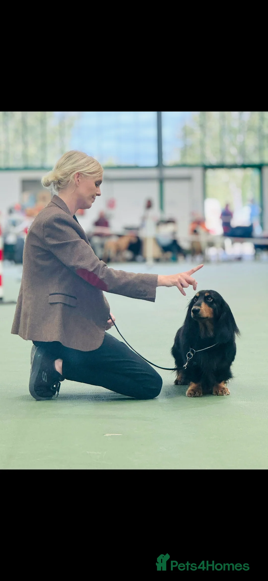 Dachshund dogs for stud: Long haired standard Dachshund - Advert 4