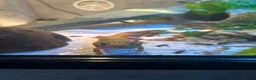 Gecko reptiles for sale: Leopard gecko and full set up  - Advert 4