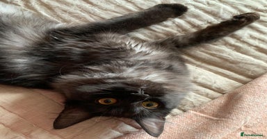 Maine Coon cats - Advert 14
