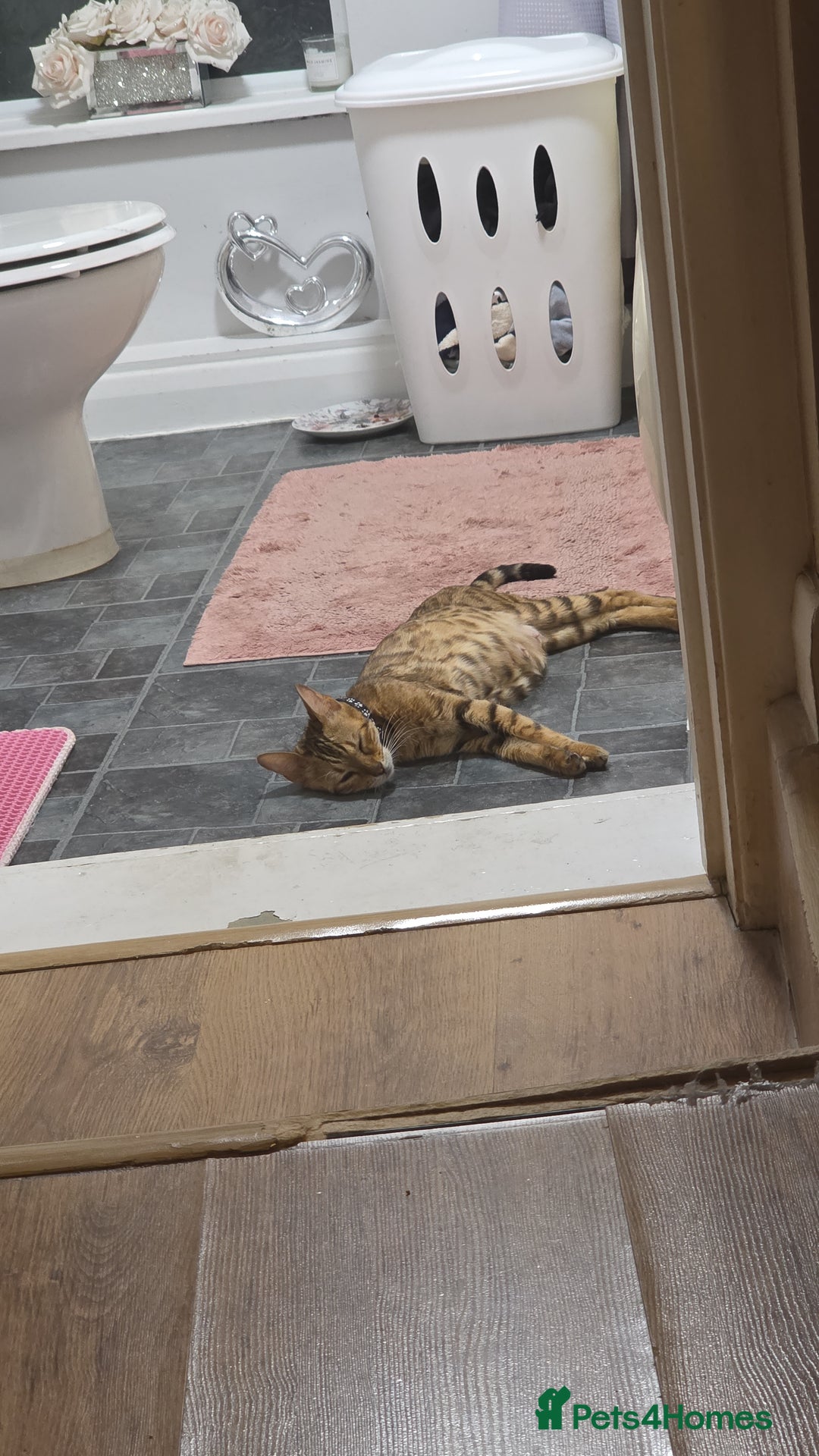 Bengal cats for sale: Stunning bengal female cat 1 year old 🐈  - Image 10