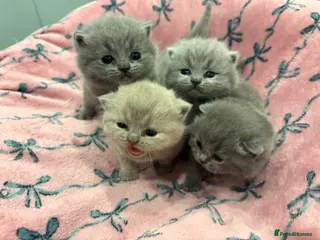 British Shorthair cats Short haired kittens from pedigree parents - Advert 9