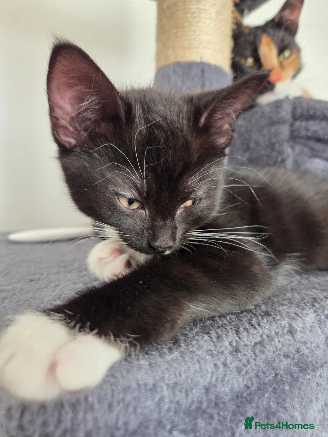 Mixed Breed cats for sale: Black and white kitten left - Advert 2
