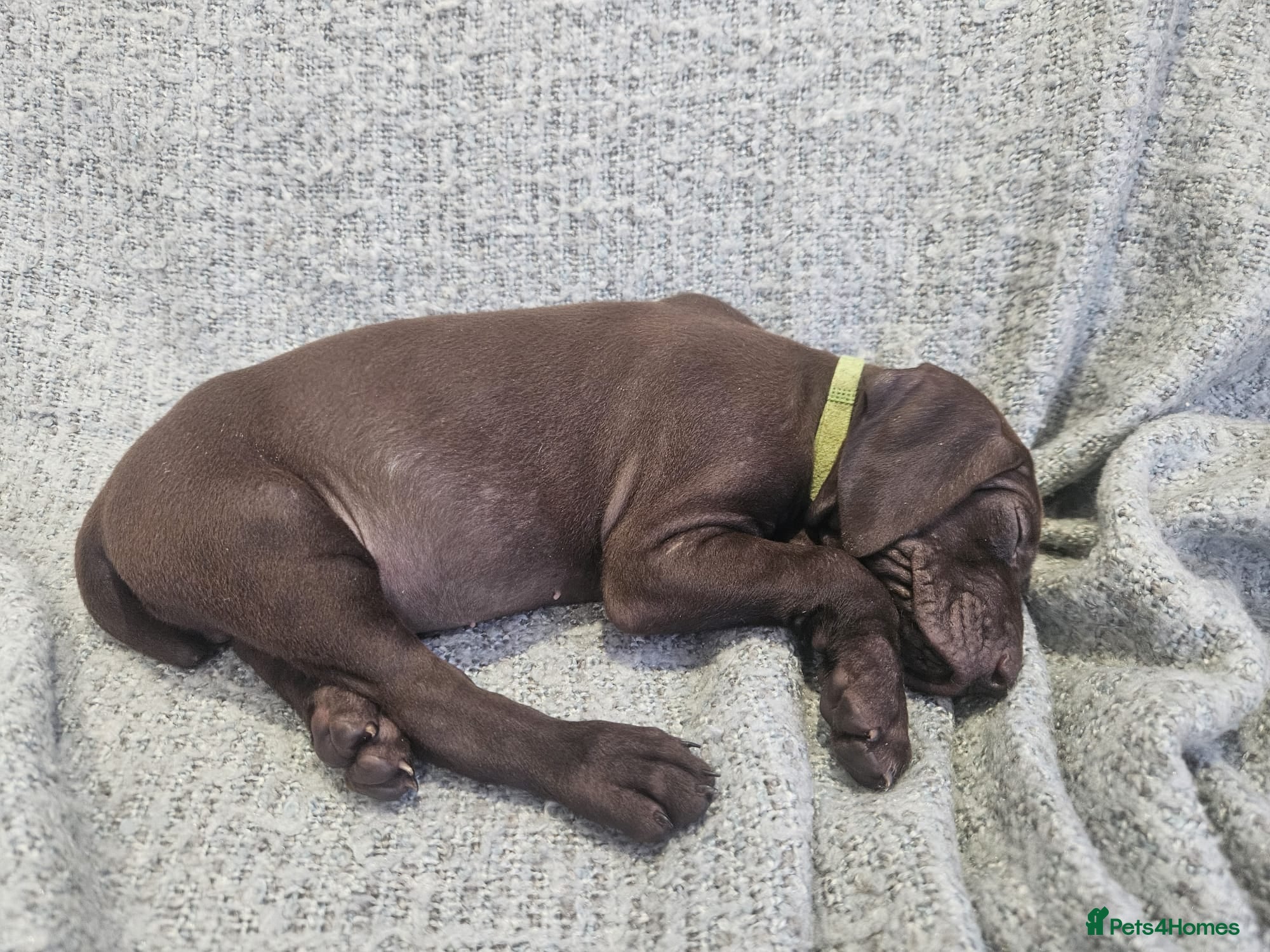 German Shorthaired Pointer dogs Stunning German Shorthaired Pointers only 4 left! - Advert 2