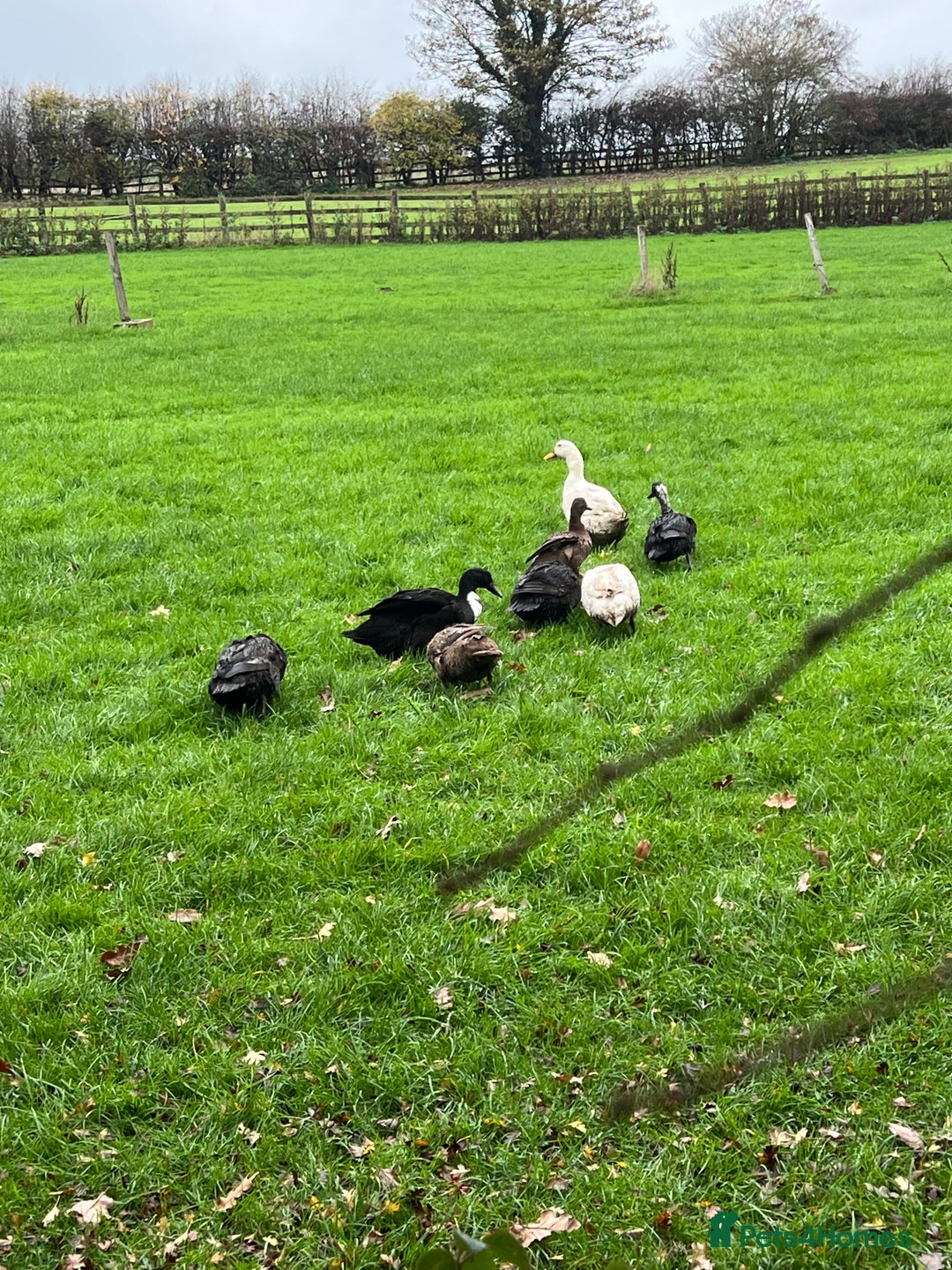 Ducks poultry for sale: Ducks Healthy  & Ready for New Homes! 🦆 - Advert 2