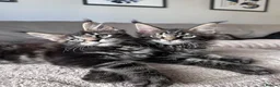 Maine Coon cats for sale: ✨5 Gorgeous Pure Breed Maine Coon Kittens✨ - Advert 29