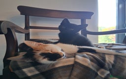 Mixed Breed cats for sale: Gorgeous Chunky Kittens  - Image 25