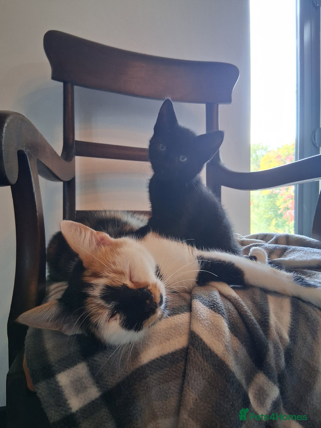 Mixed Breed cats for sale: Gorgeous Chunky Kittens  - Image 25