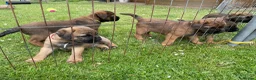 Border Terrier dogs for sale: Beautiful Border terrier pups - Advert 3