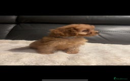 Cavapoo dogs for sale: *red cavapoos one boy left* - Image 3