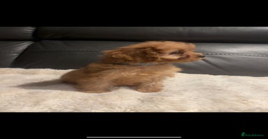 Cavapoo dogs - Advert 4