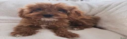 Cavapoo dogs for sale: Cavapoobabiesuk litter has arrived - Advert 7