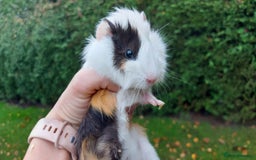 Guinea Pig rodents for sale: Beautiful Baby Guinea Pigs - Image 6
