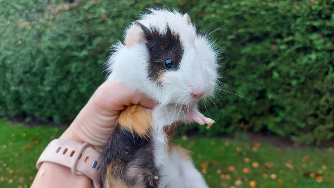 Guinea Pig rodents for sale: Beautiful Baby Guinea Pigs - Image 6