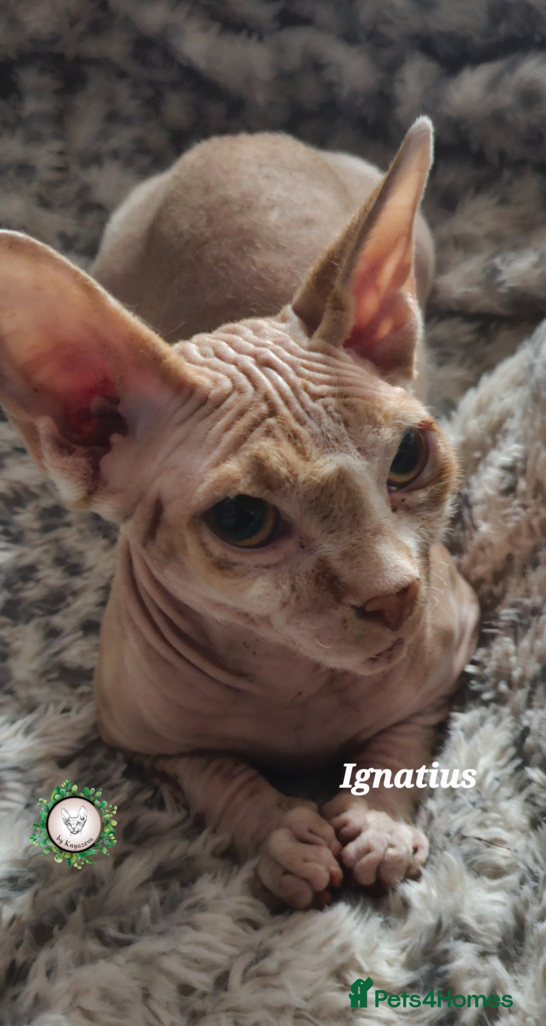 Sphynx cats Adorable Canadian Sphynx Champion father line.  - Advert 4