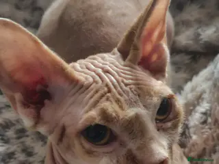 Sphynx cats Adorable Canadian Sphynx Champion father line. - Advert 4