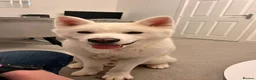 Japanese Akita Inu dogs for stud: Japanese Akita - Advert 4