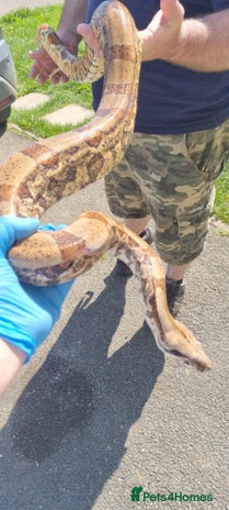 Boa Snake reptiles in Liskeard - Advert 20