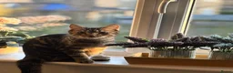 Mixed Breed cats for sale: bonded trio to go together in Huddersfield - Advert 3