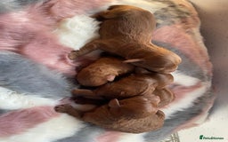 Cavapoo dogs for sale: Beautiful cavapoo pups  - Advert 2