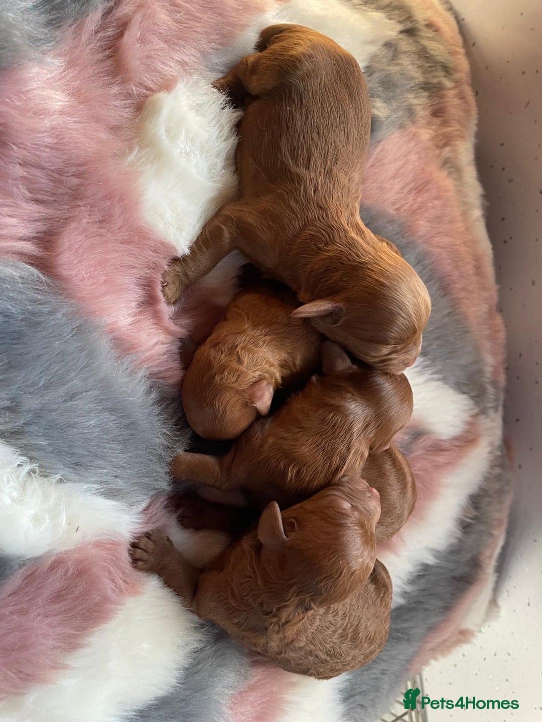 Cavapoo dogs for sale: Beautiful cavapoo pups  - Advert 2