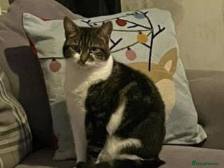 Domestic Shorthair cats in Blackpool - Advert 31