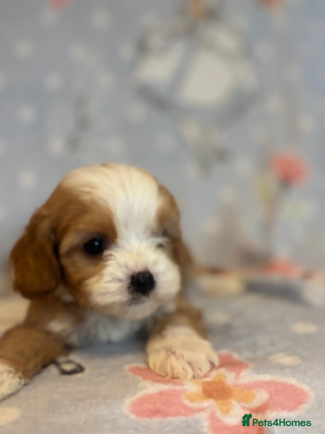 Cavapoo dogs for sale: Beautiful cavapoo pups from family home  - Advert 22
