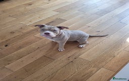 American Bulldog dogs for sale: American pocket bully  - Image 3
