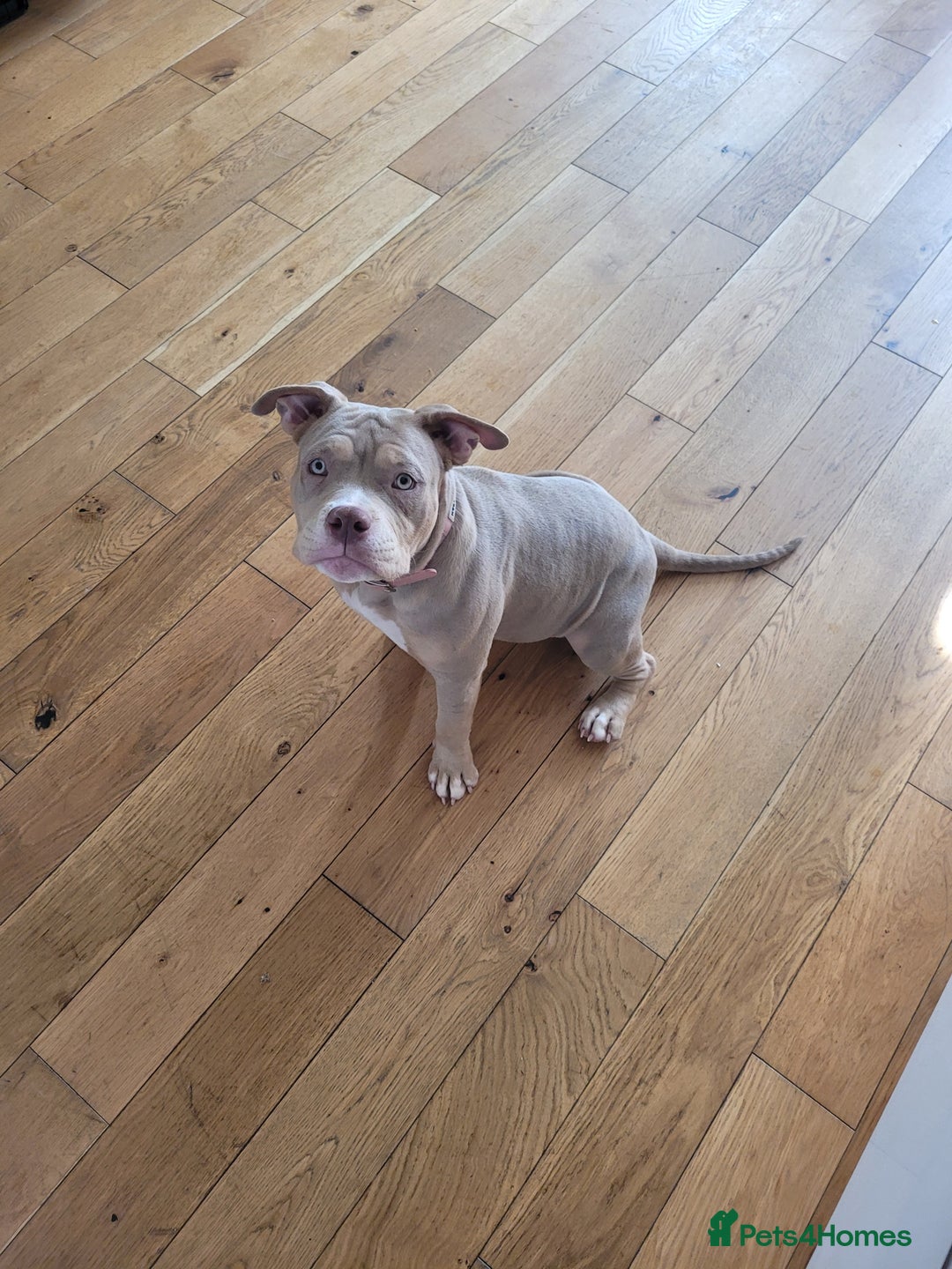 American Bulldog dogs for sale: American pocket bully  - Image 3