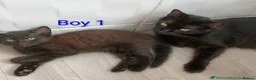 Mixed Breed cats for sale: Beautiful Kittens looking for a new home!!! - Advert 2