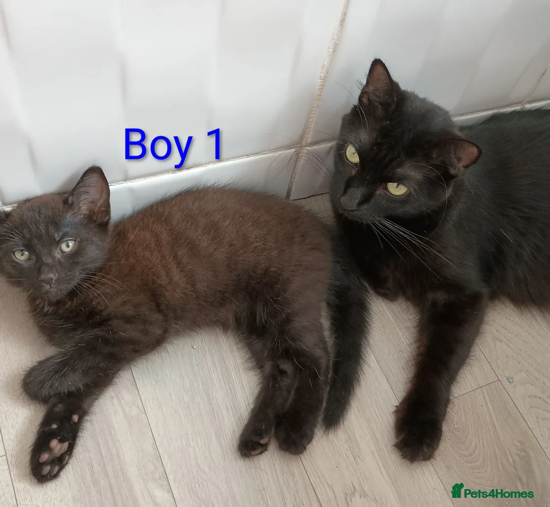 Mixed Breed cats for sale: Beautiful Kittens looking for a new home!!! - Advert 2