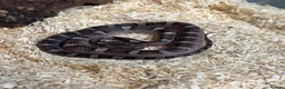 Corn Snake reptiles for sale: Various corn snakes/colubrids at urban exotics  - Advert 4