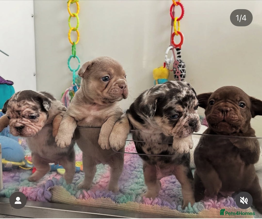 French Bulldog dogs for sale: Beautiful well bred, amazing temperament puppies - Advert 2