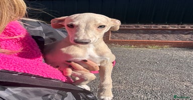 Whippet dogs - Advert 16