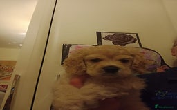 Mixed Breed dogs for sale: CavalierxCocker Spaniel Puppies -Both Parents Here - Image 13