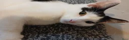 Mixed Breed cats for sale: Pandy in Birkenhead - Advert 16