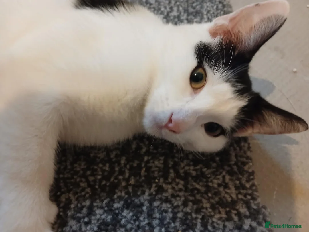 Mixed Breed cats for sale: Pandy in Birkenhead - Advert 16