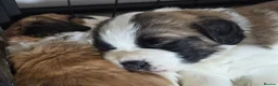 Saint Bernard dogs for sale: Saint Bernard puppies for sale in Leicester - Advert 5