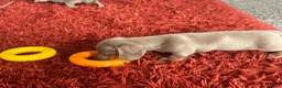 Miniature Dachshund dogs for sale: Miniature dachshund  - Advert 7