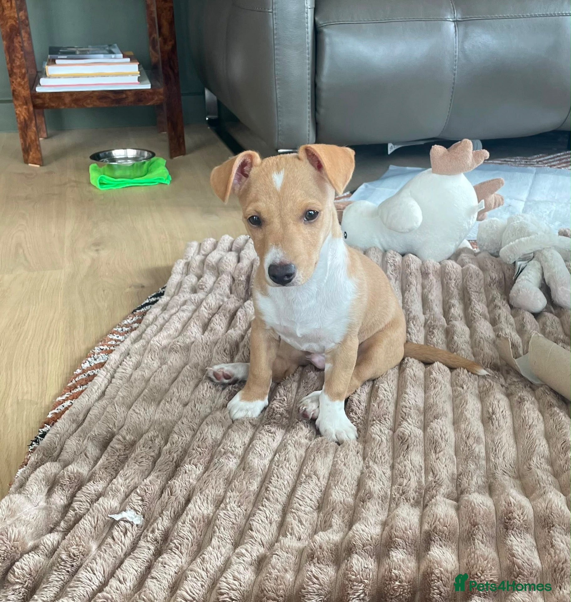 Mixed Breed dogs Cyril, lovely 7 month old jack russel pup - Advert 4