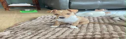 Mixed Breed dogs for sale: Cyril, lovely 7 month old jack russel pup - Advert 1